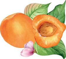 Watercolor illustration with whole apricots, segment fruit with leaves isolated on white background. Orange nectarine, peach flower hand drawn. Design element for package, label, cosmetic, cookbook vector