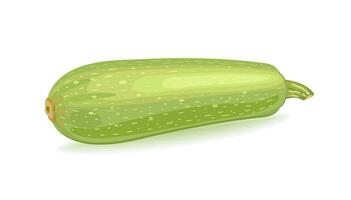 Vegetable zucchini. Vector illustration on white background