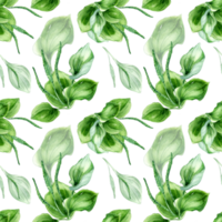 Plantago broadleaf medicinal plant watercolor seamless pattern. Plantain, green leaves, herb, psyllium hand drawn. Design for textile, package, wallpaper, wrapping. png