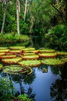 Large Amazon Lilies photo