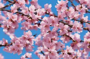 Beautiful sakura flower cherry blossom photo