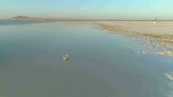 Drone fast flying over the water of salty lake with deposits of salt in the morning. Aerial view. video
