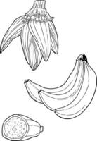 Banana botanical coloring book for education and mental health vector