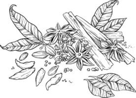 Spices and herbs botanical sketch illustration vector