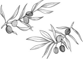 Olive oil plant botanical sketch illustration vector