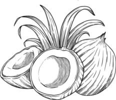 Coco Fruta bosquejo botánico ilustración vector