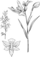 Orchids flower botanical sketch illustration vector