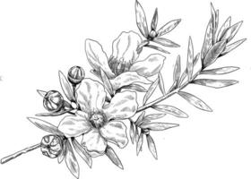 manuka flor botánico bosquejo ilustración vector
