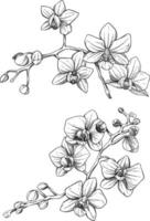 Orchid flower botanical sketch illustration vector