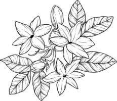 Jasmine flower botanical sketch illustration vector