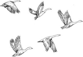 cisne migrando mosca bosquejo ilustración vector