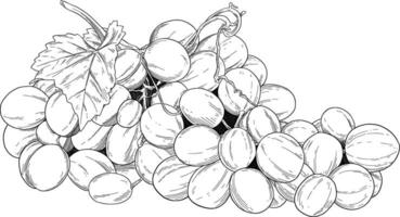 uvas Fruta mano dibujado ilustración vector