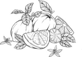 Citrus fruit sketch botanical illustration vector