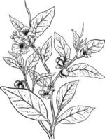 Tea plant botanical decorative sketch illustration vector