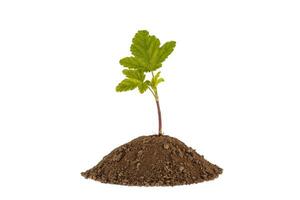 Young currant. Green plant sprout growing from soil. Isolated on white. photo