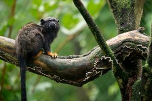 dorado entregó tamarino. tamarin saguinus Midas sentado en rama. salvaje vida animal. foto