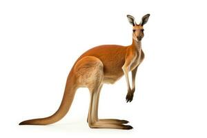 Red kangaroo isolated on white background. Generative AI photo