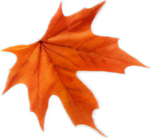 Maple leaf png with AI generated.