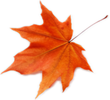 Maple leaf png with AI generated.