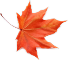 Maple leaf png with AI generated.