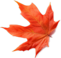 Maple leaf png with AI generated.