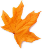 Maple leaf png with AI generated.