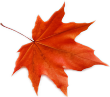 Maple leaf png with AI generated.