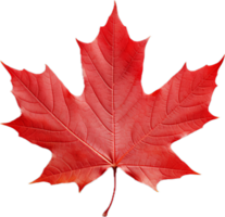 Red maple leaf png with AI generated.