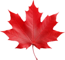 Red maple leaf png with AI generated.