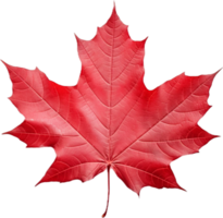 Red maple leaf png with AI generated.