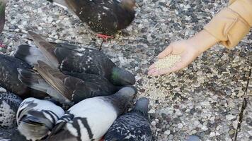 palomas en el suelo video