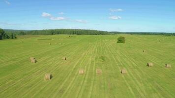 Haystacks in green meadow at sunny day. Drone flying back and up. Aerial view. video