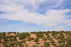 an olive grove in the desert with blue skies photo