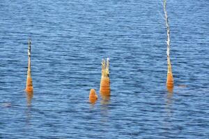 a dead tree in the water with a fish photo