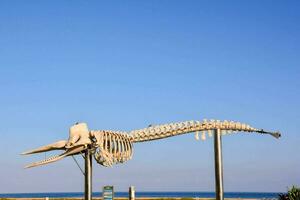 a whale skeleton on display at the beach photo