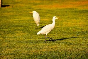 two white birds walking on the grass in a field photo