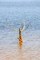 a dead tree in the water with a fish photo