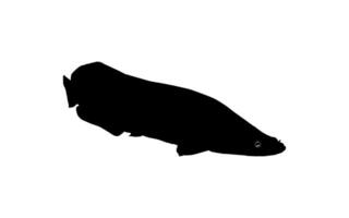 Silhouette of the Fish Arapaima, or pirarucu, or paiche, for Icon, Symbol, Pictogram, Art Illustration, Logo Type, Website or Graphic Design Element. Vector Illustration