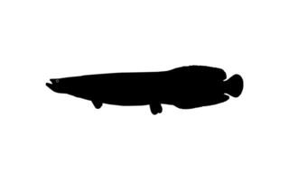 Silhouette of the Fish Arapaima, or pirarucu, or paiche, for Icon, Symbol, Pictogram, Art Illustration, Logo Type, Website or Graphic Design Element. Vector Illustration