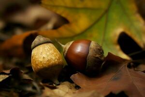 Acorns leaf fall plant. Generate Ai photo