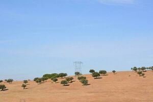 a field with trees and a power line photo