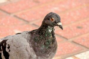 a pigeon with a red eye is standing on a brick walkway photo