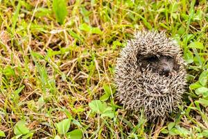 a hedgehog is hiding in the grass photo