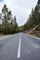 an empty road in the middle of a forest photo