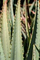 close up of an aloe vera plant photo
