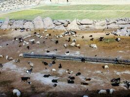 a large group of goats and sheep in an enclosure photo