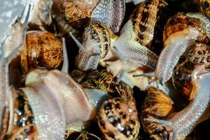 snails in a bucket photo