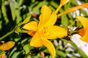 yellow lilies are blooming in the sun photo