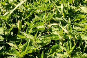 a field of green plants photo