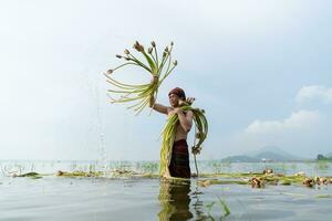 Farmer harvesting lotus in the lake to be used in cooking, Rural Thailand living life concept photo